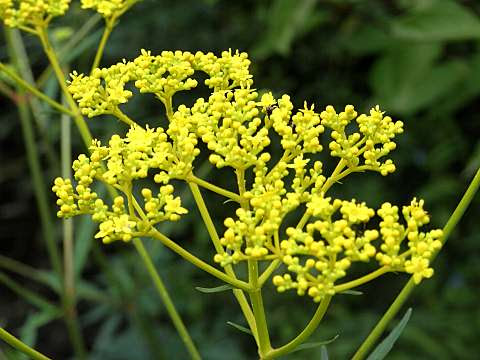 女郎花　九月の茶花