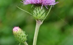 ノハラアザミ　十月の茶花