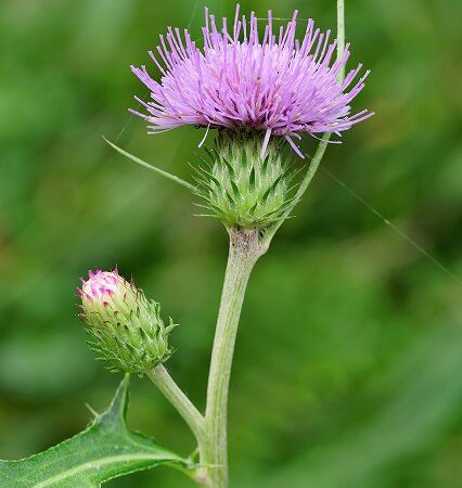 ノハラアザミ　十月の茶花