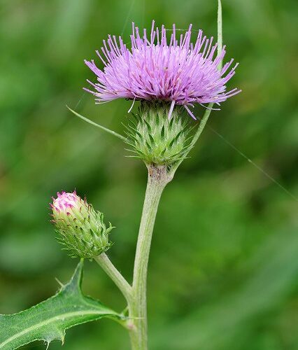 ノハラアザミ　十月の茶花